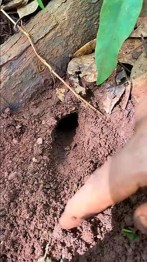 8.3K views · 11 reactions | Per day I catch more than 500 crickets just using this trick | Judy Larkins | Facebook