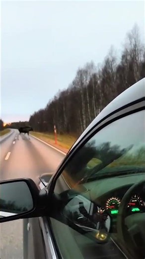 Elk on the road between Pello & Rovaniemi in Finnish Lapland - danger in autumn - moose Finland