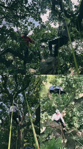 Preservation Tree on TikTok