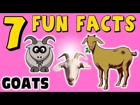GOATS! 7 FUN FACTS ABOUT GOATS! FACTS FOR KIDS! Learning Colors! LOL! Funny! Sock Puppet!