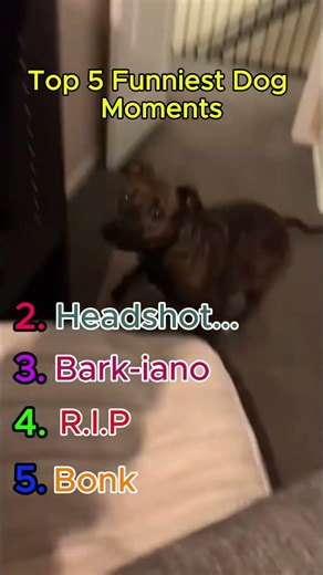 Top 5 Funniest Dog Moments Part 2