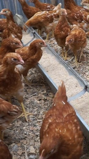 The guiding principle in feed formulation is digestible crude protein. When it comes to poultry feeds for broilers or layers, it is important to ensure that the feed contains the optimal percentage of digestible crude protein. This percentage may vary depending on factors such as the age, weight, and breed of the birds. Sign up here to learn more https://academy.elengo.co/courses/layers-feed-formulation | eLengo | Facebook