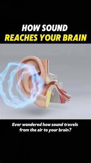 How Sound Travels to Your Brain: A Scientific Insight