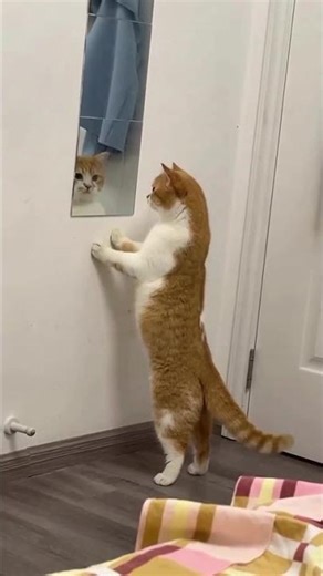 Funny Cat Talks to Its Reflection 😹🪞 You Won’t Stop Laughing! #FunnyCats #CuteCat #Shorts