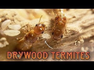 RAISING A DRYWOOD TERMITE COLONY | Kalotermitidae