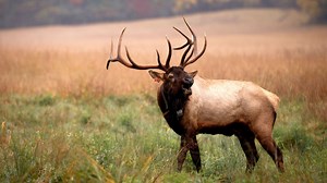 Where to See Elk in Great Smoky Mountains National Park