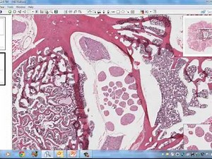 Medical School Histology. Images of Nervous Tissue.