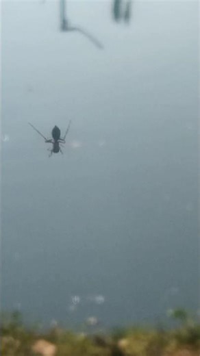 Ant mimic Spider dangling over a web #vengaivasal #nature #spider #ants #web #pond