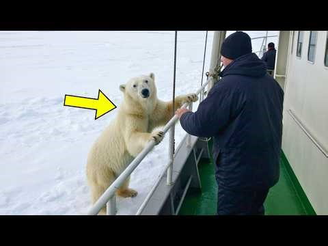 Polar Bear Tries To Get Attention From Fishing Ship. When Crew Notices, They Lower A Rescue Vessel