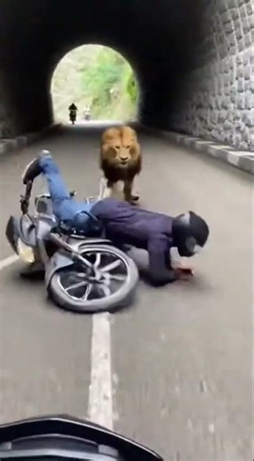 Lion Attacks Biker Inside Narrow Mountain Tunnel