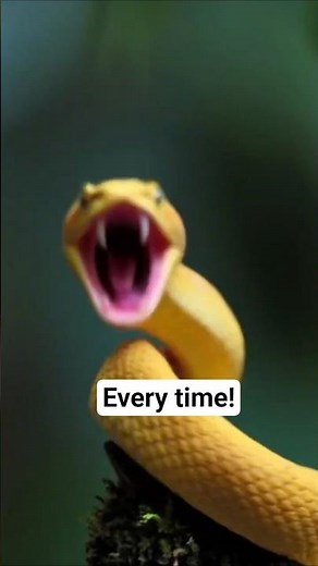 Infrared Vision: How Snakes Hunt