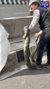 Python rescued from the side of bypass road at Faridabad Sector 65.... #FaridabadNews