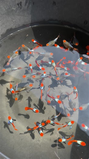 Exploring Dumbo Koi Fish: A Detailed Guide