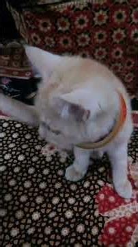 kitty coco is being trapped with the tap 😿