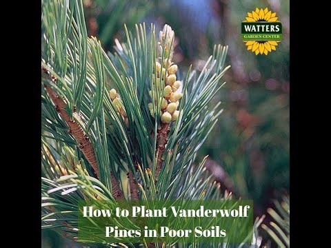 🌲 Q & A - How to Plant Evergreen Vanderwolf Pines in Poor Soils