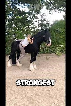 Top 5 Strongest Horse Breeds in the World 🐎 #racinghorse #didyouknow