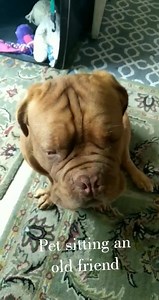 112 reactions · 8 comments | Who remembers Cujo? His name is now Bruno, he's doing WONDERFUL and he is beyond spoiled! It just goes to show that just because a dog wasn't doing well in the past, doesnt make them a bad dog. This guy just needed a different living environment and he is now thriving! I have the pleasure of spending the night with him and I couldn't ask for better company. #happytails | The Abandoned Dogs of RI | Facebook