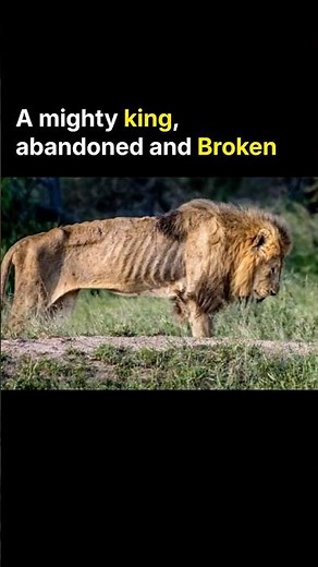 Amazing Rescue of a Lion, Who was Dead!