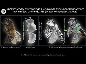 Micro-CT study of the European worker honey bee: A travel inside the bee