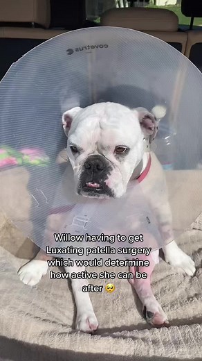 Willow the Bulldog's Speedy Recovery from Luxating Patella Surgery