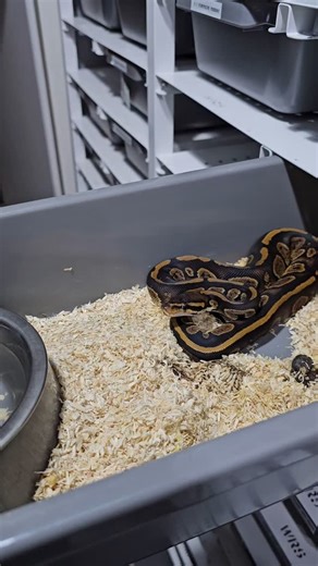 Stranger het.ultramel female 👌 #royalpythons #ballpythonlove #beardeddragon #reptilebreeder #snek #morph #petsnake #herpetology #animal #morphs #morph #snakelove #reptilelove #livingart #ballpythonofinstagram #snakelovers #reptilesofinsta #serpent #ballpythonsnake #nature #ballpythonlover #babyballpython #ballpythonmorphsofinstagram | Xclusive ball pythons