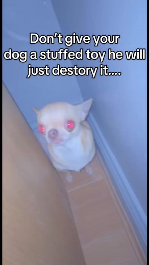 Chihuahua's Stuffed Toy Adventure: Donut Diaries Part 3