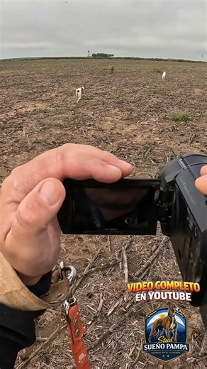 Videos completos en nuestro canal. #galgos #perros #studsueñopampa