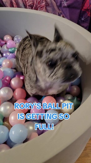 Frenchie Dog Having a Blast in Ball Pit | Fun Playtime with Erika