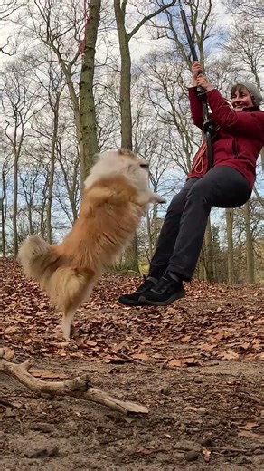 Sheltie Sally Hütehund #pets #dogvideos #cutedog #doglife #hundeliebe #sheltie #puppy