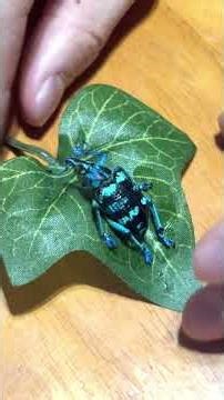 [3D Specimen] How about this for interior decoration? How to make it! Jewel Weevil #insect #insec...