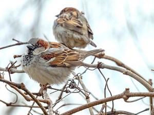 House Sparrow: Least Wanted Backyard Birds