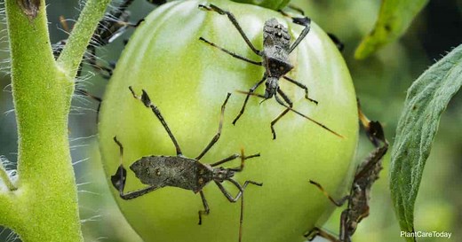 Leaf Footed Bugs: What Are They And 7 Ways To Control Them