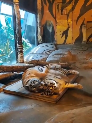 16K views · 56 reactions | Saturday Siesta 殺…  | Romantic Lovers | Facebook