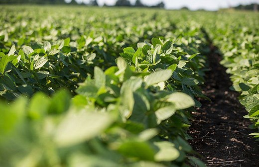 Major Players in Global Food Production