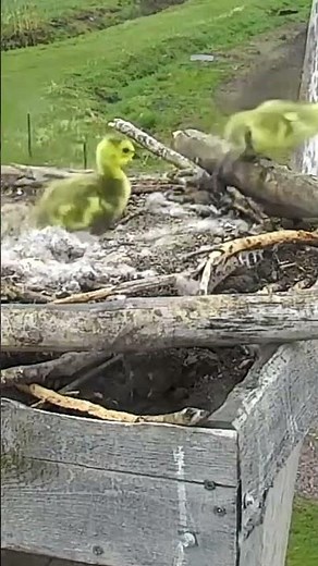 Canada Geese - Two baby geese jumped out of the nest and into the wild !