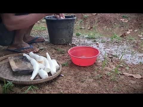 Homestead Cooking: Simple Method to Clean Tapioca Roots _FarmersLife _Shorts