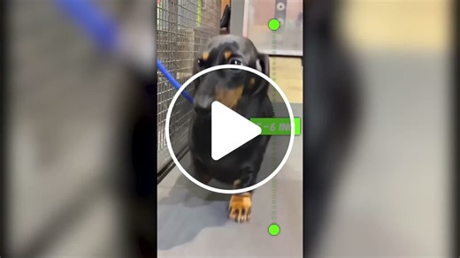 20 Smallest and Cutest Dog Breeds in the World - NewsBreak