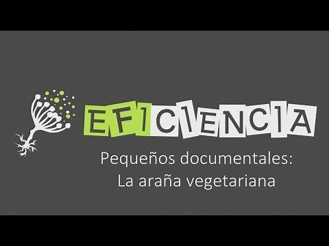 PEQUEÑOS DOCUMENTALES: LA ARAÑA VEGETARIANA. Bagheera kiplingi Oportunismo Acacia Hormigas