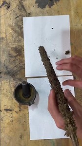 How The Settlers Fished With Mullein