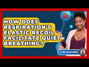 How Does Respiration's Elastic Recoil Facilitate Quiet Breathing? - All About Anatomy Answers