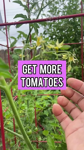 Effective Hand Pollination for Tomato Flowers