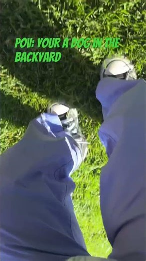 POV: your a dog in the back yard