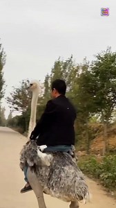 This man Ride On Ostrich bird 🦅😍 #shorts #ostrich #ride #fact | NPL Facts