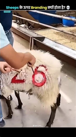 Why is Branding Performed on Sheep?😳