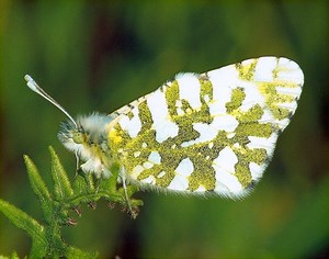 Rare Washington Butterfly Faces Extinction