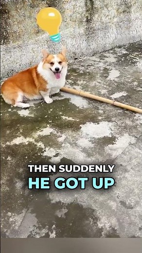 Clever Dog Figures Out the Stick Problem 😲🐾 #shorts