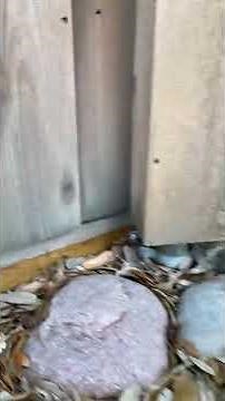 Saved another screaming baby bunny (read description)