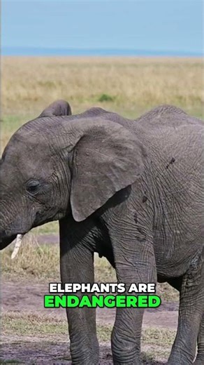 Elephants Face Extinction: Poaching & Habitat Loss! Urgent Conservation #shorts