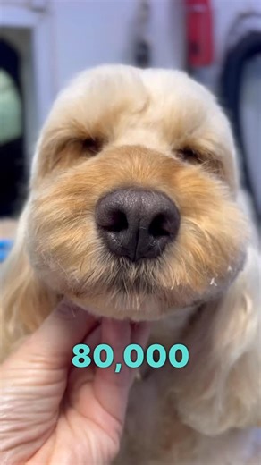 Caroline Donoghue : Dog groomer/ pet industry influencer on Instagram: "IM AN IDIOT! ⚠️ Who thinks I’m a bit of an idiot… but secretly loves the unique way I teach? 🙋‍♀️😂 Good. You’re my people. My online grooming seminars have now had 80,000 visitors and here’s why… If you’re: • A new groomer finding your feet • A dog owner grooming at home • Or just trying to maintain your floof between salon visits And you’re stuck on: • Schnauzer brows that won’t brow • Hygiene trims that feel terrifying •