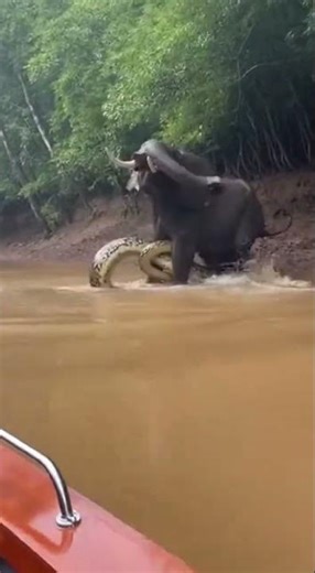 When the Elephant Fought the River Python #animals #wildliferescue #wildlife